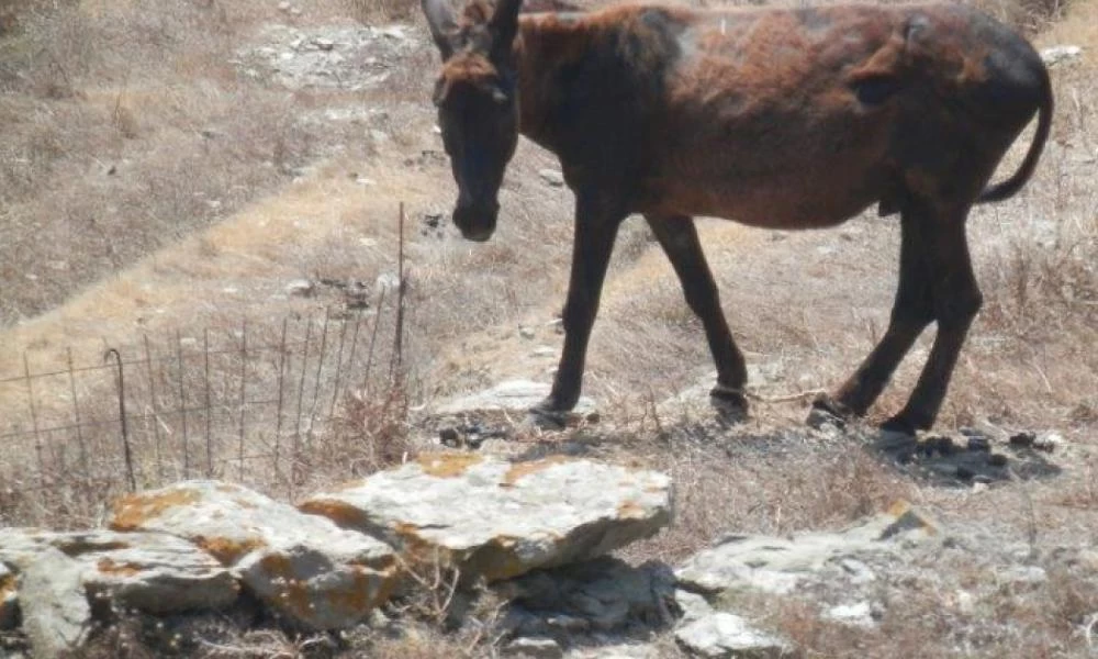 Λάρισα: Οδηγήθηκε στον εισαγγελέα 40χρονος για κακοποίηση μουλαριών